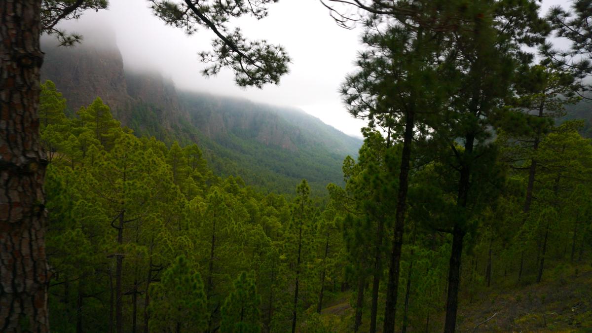 Im Nationalpark von La Palma