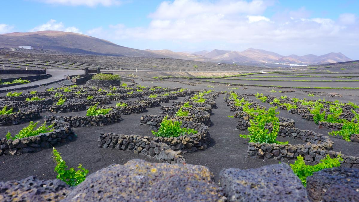 Eine ganz besondere Form des Weinanbaus auf Lanzarote