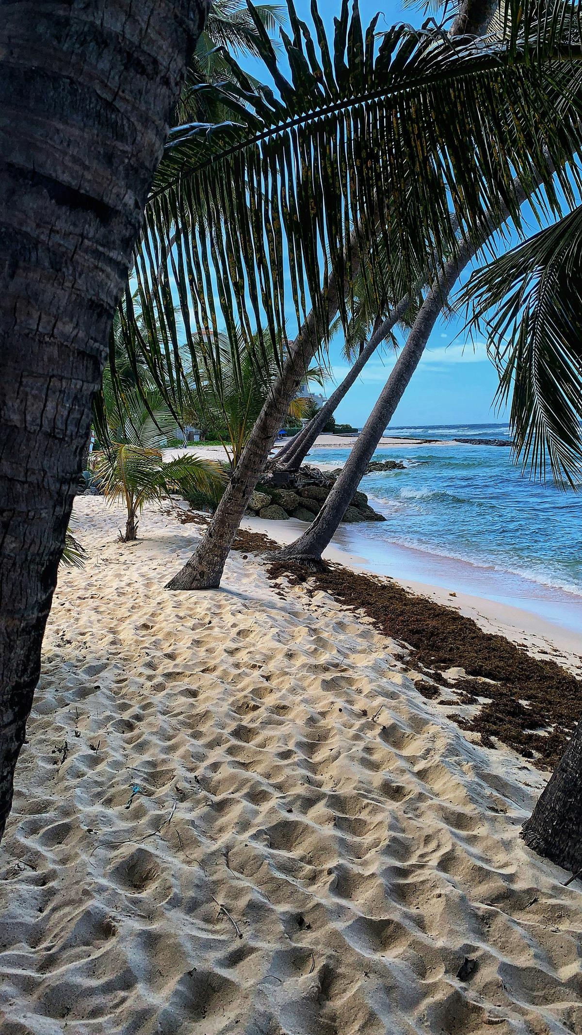 Palmen und Strand in Barbados im Bild von David Cain auf Unsplash