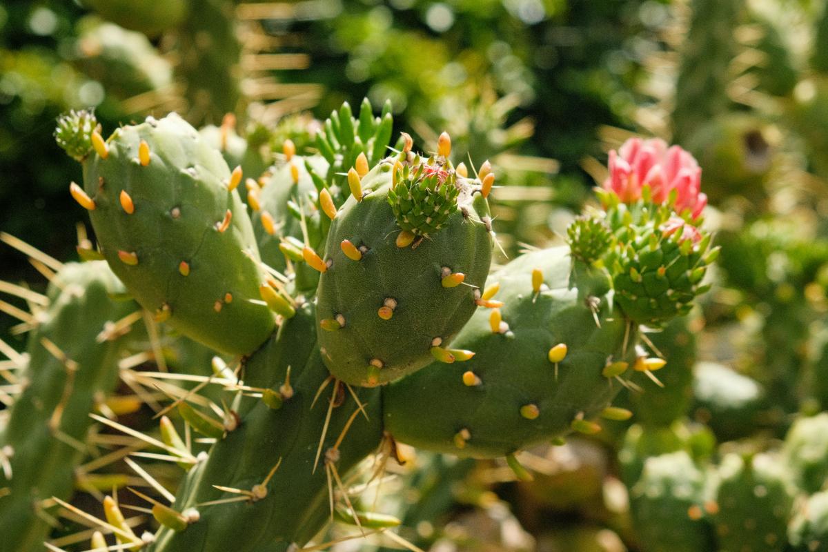 Ein Kaktus im Botanischen Garten