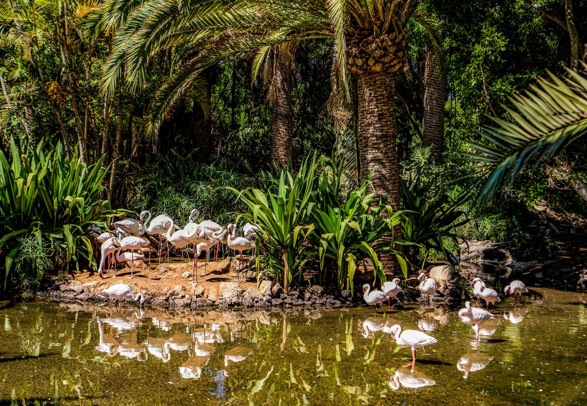 Flamingos auf Fuerteventura