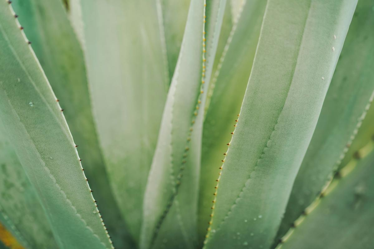 Eine Aloe Vera Pflanze