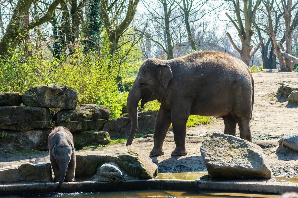 Elefanten im Diergaarde Blijdorp