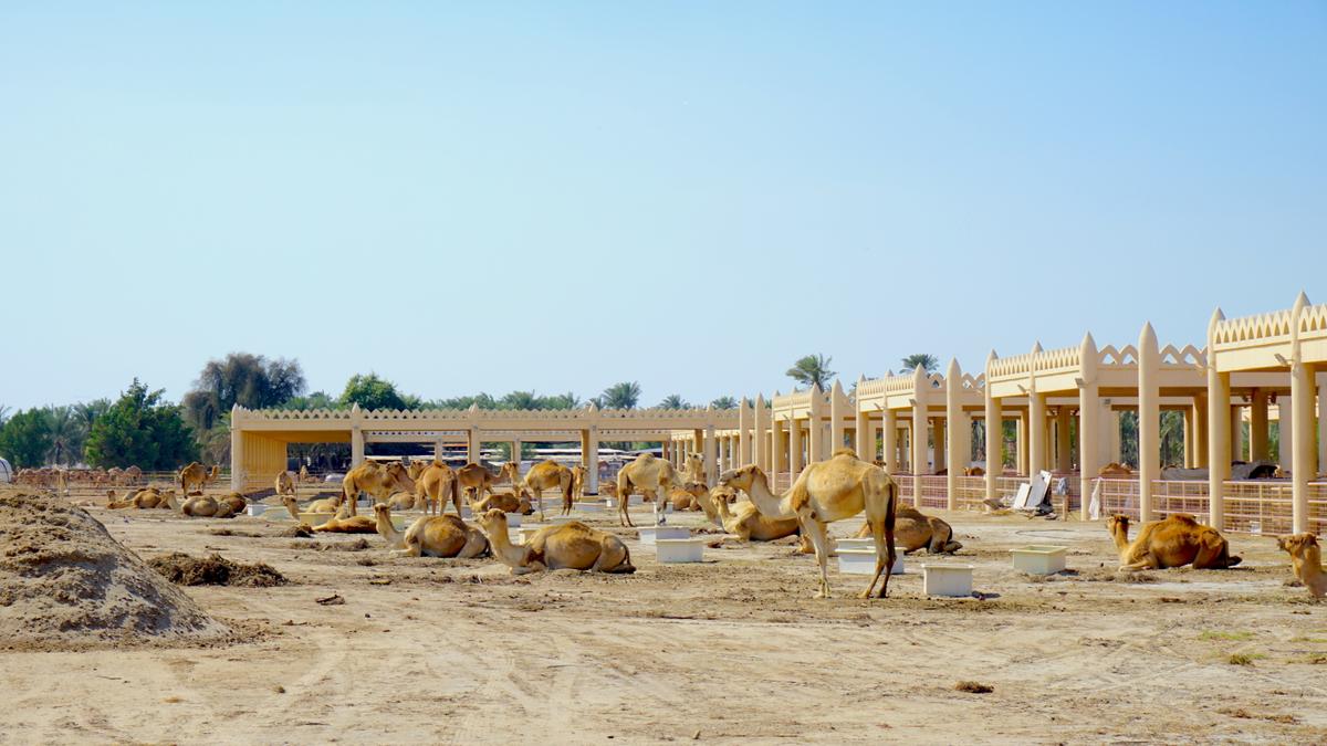 Die Royal Camel Farm in Bahrain