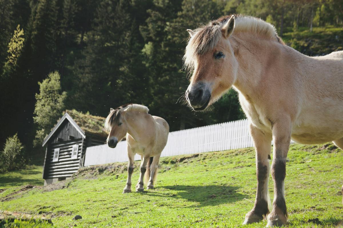 Norwegische Fjordpferde