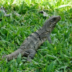 Leguan im Gras an der Maya-Stätte von Tulum