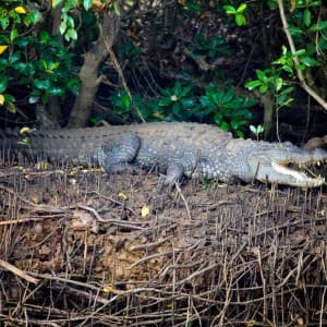 Landausflüge in Mormugao (Goa)