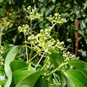 Landausflüge in Mormugao (Goa)