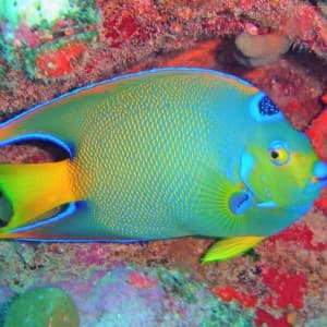 Farbenfrohe Fische können beim Schnorcheln entdeckt werden