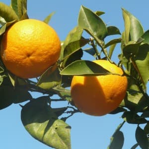 Landausflug auf Malta: Sonnenverwöhnte Orangen wachsen überall auf Malta