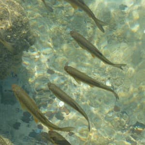 Landausflug in Split: Fische im klaren Wasser des Krka Flusses