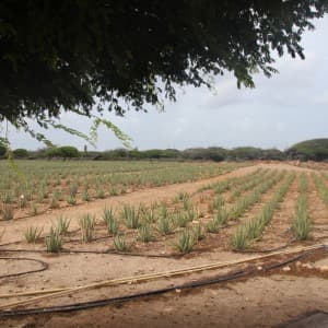 Blick auf Pflanzen der Aloe Plantage