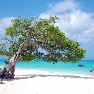 Divi-Divi-Baum am traumhaft schönen Eagle Beach