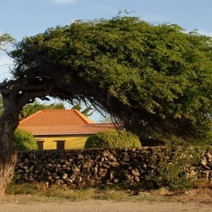 Divi-Divi-Baum vor einem Haus auf Aruba
