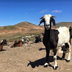 Landausflug auf Fuerteventura