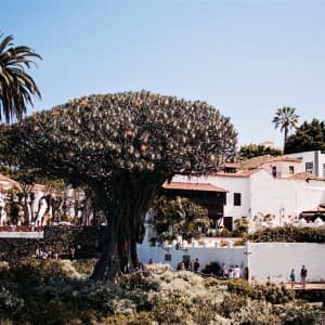 Landausflug auf Teneriffa