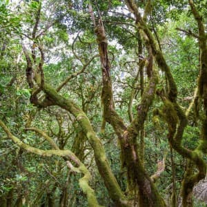 Landausflug auf La Gomera