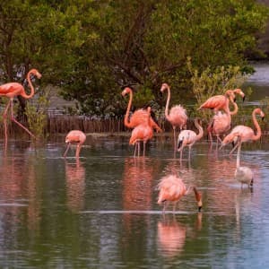 Landausflug in Willemstad (Curaçao)