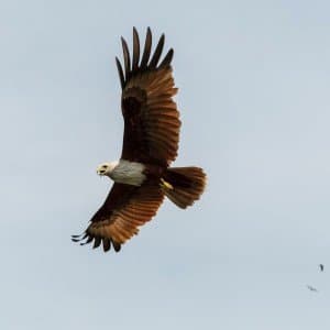 Landausflug auf Langkawi