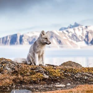 Landausflug in Longyearbyen (Spitzbergen)