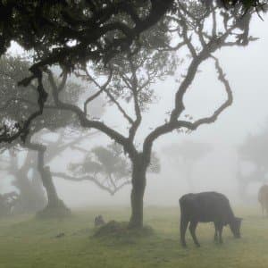 Landausflug auf Madeira