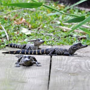 Baby-Alligatoren im Everglades Safari Park