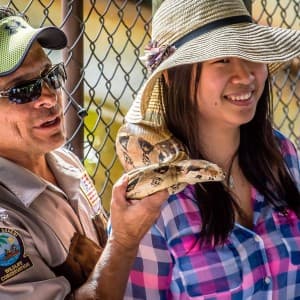 Ein Ranger im Everglades Nationalpark legt einem Landausfluggast eine Python um