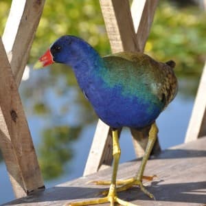 Ein Zwergsultanshuhn lebt im Everglades Nationalpark
