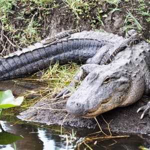 Eine Alligator-Mutter am Wasser mit ihren Babys