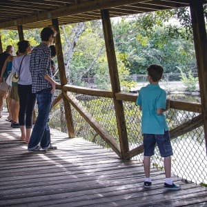 Von einer Aussichtsplattform sehen Besucher auf die Landschaft der Everglades