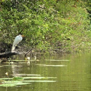 Wasservogel in seinem natürlichen Lebensraum