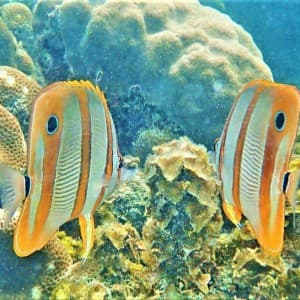 Vielfältige Unterwasserwelt am Korallenriff vor Koh Tan