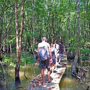 Touristen spazieren auf einem Steg im Mangrovenwald