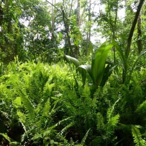 Landausflug in Puerto Limon