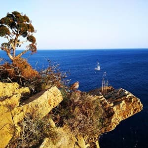 Steinhuhn in Kap Sounion