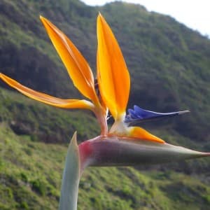 Landausflug Madeira
