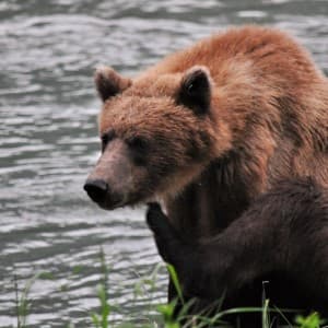 Ein Braunbär im Wasser in Alaska