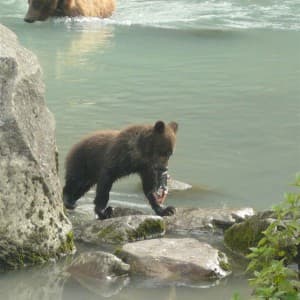 Ein junger Braunbär mit großem Braunbär auf Lachsjagd am Fluss