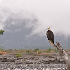 Ein Weißkopfseeadler sitzt auf einem Stamm