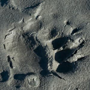 Im nassen Sand ist der Abdruck einer Bärenpfote zu erkennen