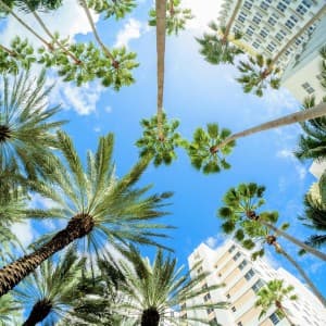 Riesige grüne Palmen zieren das Bild von Miami Beach