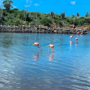 Lernen Sie Bonaire während einer Inselrundfahrt kennen