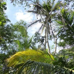 Landausflug in Puerto Limón
