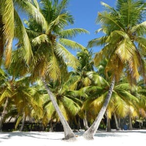 Landausflug in La Romana