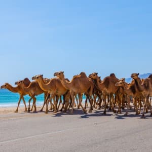 Landausflug in Salalah
