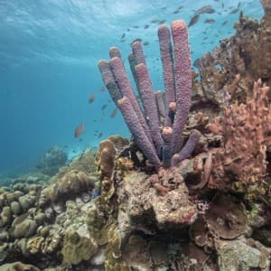 Landausflug in Kralendijk (Bonaire)