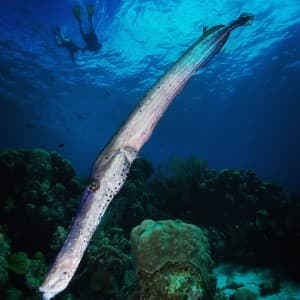 Landausflug in Kralendijk (Bonaire)