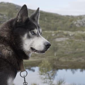 Landausflug in Kirkenes