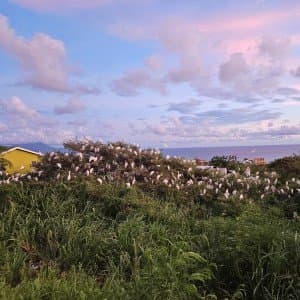 Landausflug in Basseterre (St. Kitts)