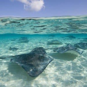 Landausflug in George Town (Grand Cayman)